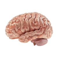 AI generated Colorful brain isolated on transparent background png