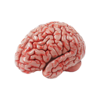 ai generado vistoso cerebro aislado en transparente antecedentes png