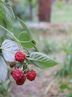 Red raspberries growing on the bush. photo