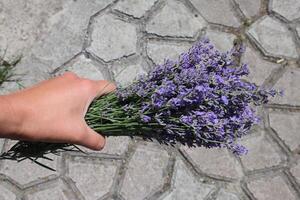 Bouquet of lavender in woman's hand outdoor. photo