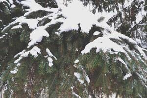 The trees covered by snow. photo