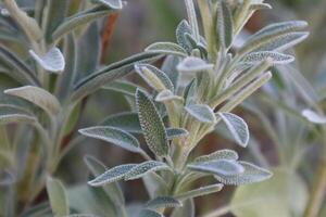 Salvia officinalis bush, close up. Leaves of salvia. Natural background. photo