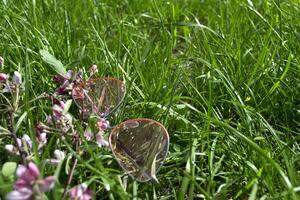 Pink glasses and blooming branch on a green grass. photo