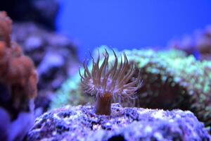 Seaweed and coral. Underwater life. photo