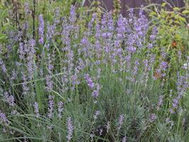 Lavender flower in the garden. Lavender blooming. Lavender background. photo