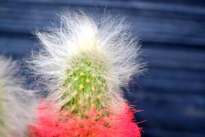 Pink cactus on the dark background. Bright cactus. Abstract background. photo