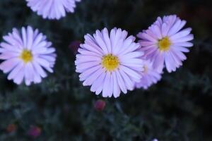 Purple chamomiles in the garden, close up. photo