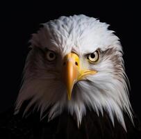 AI generated bald eagle portrait with headlights on a black background photo