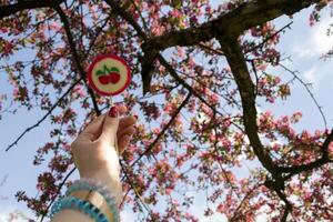 Lollipop in woman's hand against a blooming cherry tree background. photo