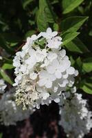 blanco hortensia en floración. foto