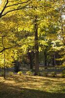 Autumn park. Yellow foliage. Beautiful and peaceful place. Autumn landscape. photo