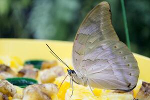 Butterflies eating close up. photo