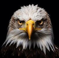 AI generated bald eagle portrait with headlights on a black background photo