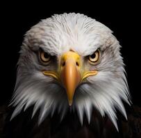 AI generated bald eagle portrait with headlights on a black background photo