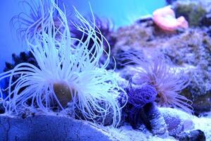 Seaweed and coral. Underwater life. photo