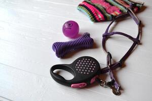 Rubber toys, leash and sweater for terrier dog. Pet's staff. photo