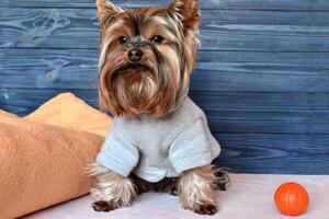 hermosa Yorkshire terrier en ropa sentado siguiente a un tartán y juguete. foto