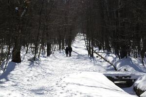 A couple are walkinng in the winter forest. photo