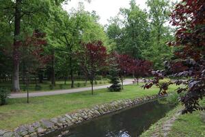 Summer garden in the park. photo