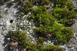 Green moss texture. photo