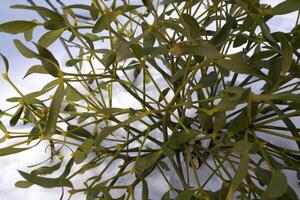 Green mistletoe on the snow. Evergreen plant. Tree disease. photo