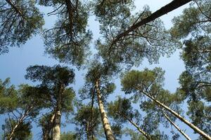 Old high pine trees against the blue sky photo