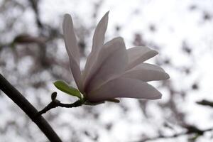 The blossom of rose magnolia macro. Magnolia blooming. photo