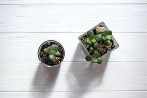 Crassula ovata home plant on a white wooden background. photo