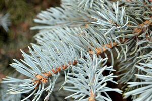 Blue spruce background. Blue srpuce texture. photo