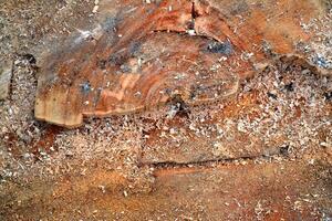 Wooden texture with sawdust. Saw mill photo