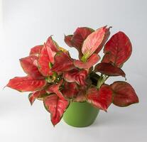 Red aglonema flower in a pot. Leaves with bright pink veins. Aglaonema plant on white background. photo