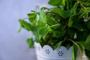 Bouquet of mint in a white vase on a gray background. Place for text. Green mint leaves in a pot. photo