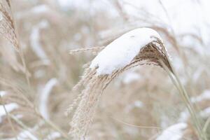 Miscanthus under the snow in winter. Garden plant photo