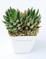 Haworthia reinwardtii plant succulent in pot. Green little flower. photo