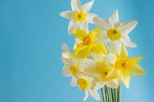 White and yellow daffodils on a blue background. Flower with orange center. Spring flowers. A simple daffodil bud. Narcissus bouquet. photo