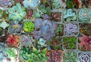 A set of different succulents. Haworthia and Aloe, Crassula and Sedum, Echeveria, Crassula and Kalanchoe. Grow a home flower. Floriculture. Cactus home green succulent. Flowers background. photo