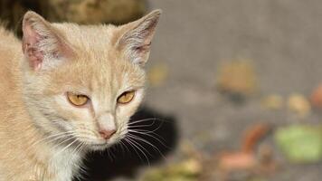 banner with a beautiful beige kitty on a blurred gray autumn background.  Place to add text photo