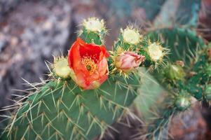cactus con espinas y un rojo flor. floreciente suculento. tropical planta foto