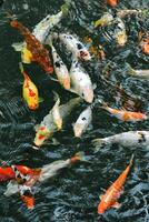 background with koi carps in a pond on a sunny day. photo