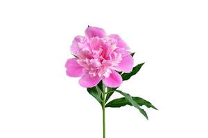 pink peony with green leaves isolated on white background photo