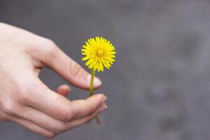 dandelion in the girl's hand on a gray background photo