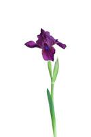 Lilac iris flower isolated on white background. Element for design photo