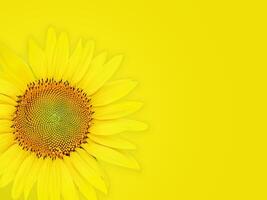 beautiful sunflower isolated on bright yellow background photo