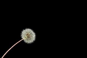 white dandelion with drop of dew on a black  background. Overlay photo