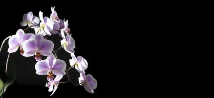 Orchids purple-white buds. Orchid on a dark background. Phalaenopsis bud. A branch of flowers. Delicate flower. Place for text photo
