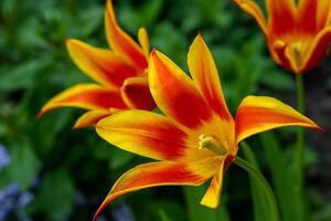 Yellow red tulips of an unusual rare variety. Open flower buds. Spring flower background. Petal flora nature. Blooming bud on flowerbed garden. photo