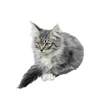 pequeño gris mullido gatito aislado en blanco antecedentes. clipart. diseño elemento foto