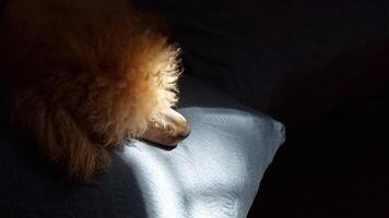 bandera con un perro dormido en el Dom. rojo caniche en un oscuro antecedentes. foto