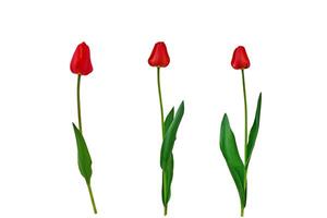 Tres rojo tulipanes aislado en blanco antecedentes. conjunto de flores para diseño. clipart para más lejos trabajar. foto