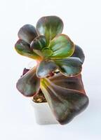 Echeveria Red Ball succulent in pot. Green little flower on white background. photo